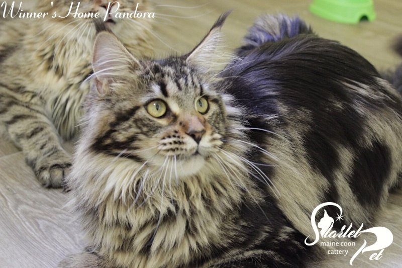 Winner's Home Pandora - Adult maine-coon 1 year 4 months