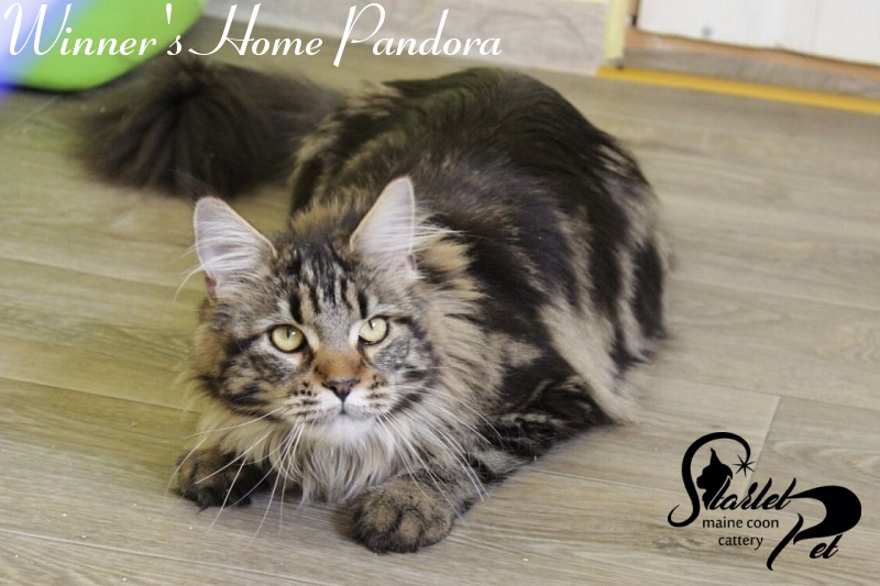 Winner's Home Pandora - Adult maine-coon 1 year 4 months