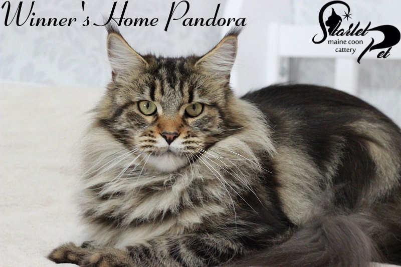 Winner's Home Pandora - maine-coon
