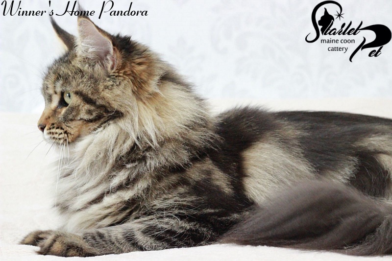 Winner's Home Pandora - maine-coon