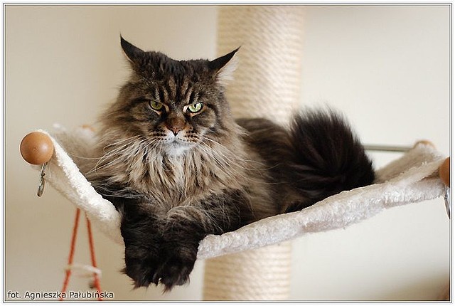 Bajra Koci Szarm - maine-coon
