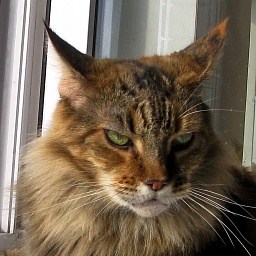 Berriana Magic World