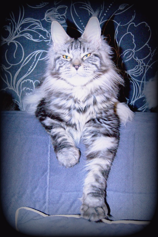 Wildbeautycoon's Sheila - maine-coon