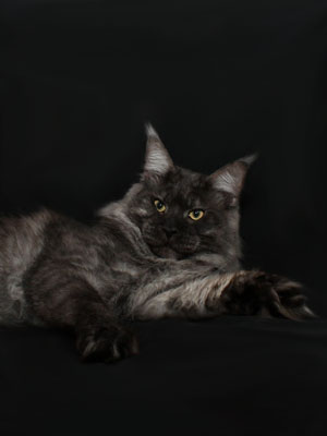 Mainefield's Fade to Black - maine-coon 09/17/2011