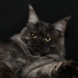 Mainefield's Fade to Black