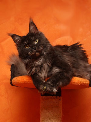 Mainelynx Zilli Gangstercat - maine-coon 12/18/2012