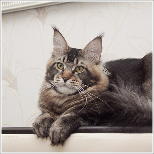 Gangstercat Herkule Poirot - maine-coon 01/01/2000