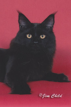 Mainelyclassic Night Stalker - maine-coon