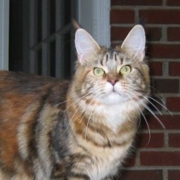 SaraJen Georgia Moon