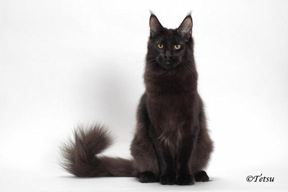 Mainelyclassic Night Owl - мейн-кун