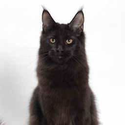 Mainelyclassic Night Owl