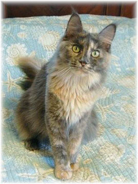 Broadsway Violet - maine-coon