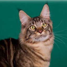 Coonyham Rowdy Yates of Williamina