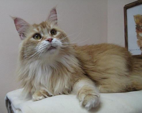 Mainelyclassic Ciao Ciao - maine-coon