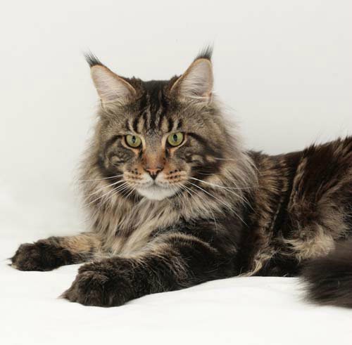 Homelynx Clutching Luck - maine-coon
