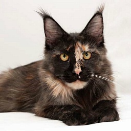 Hawkwind's Henriette