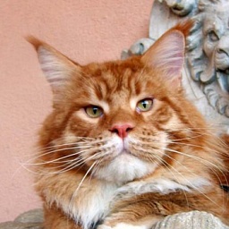 Justcoons Cross Fire