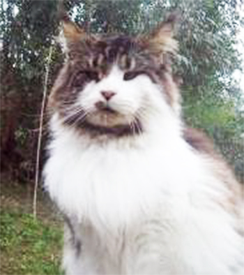 Olmocabe's Selius - maine-coon