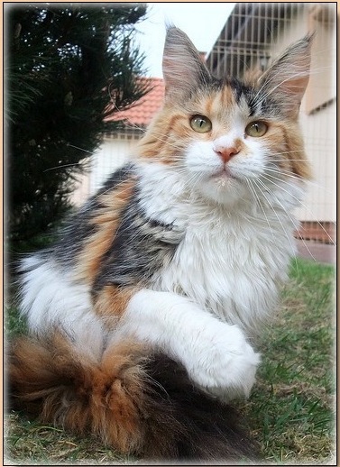 Aldaker Ibiza - maine-coon