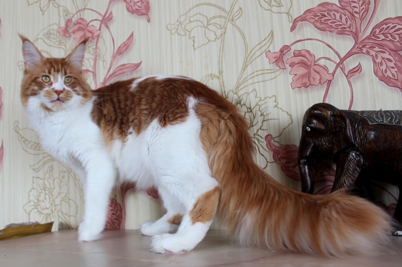 Aldaker Taipan - Junior maine-coon 7 months 2 weeks