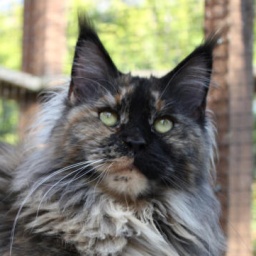 Big Kitty Princess of Montana