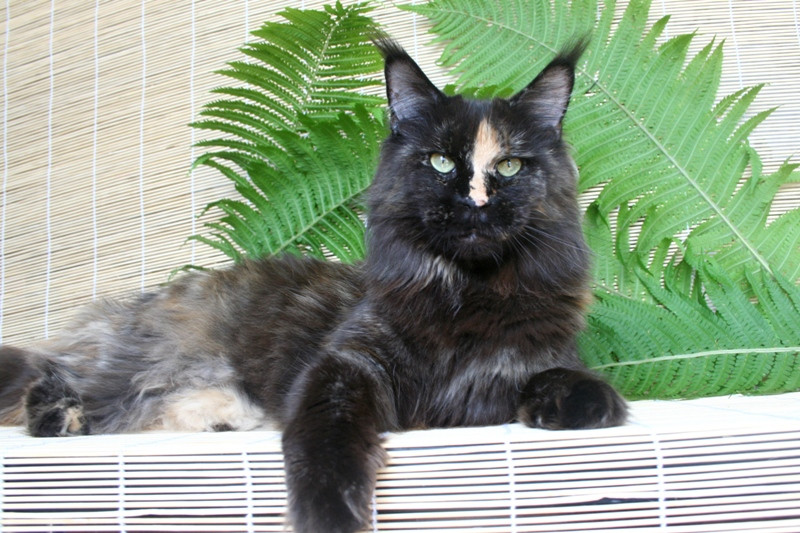 A Winerau's Dream - Adult maine-coon 2 years 1 month 0.5 weeks