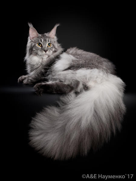 Wildbeautycoon's Sandra - maine-coon