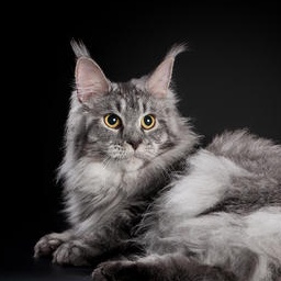 Wildbeautycoon's Sandra