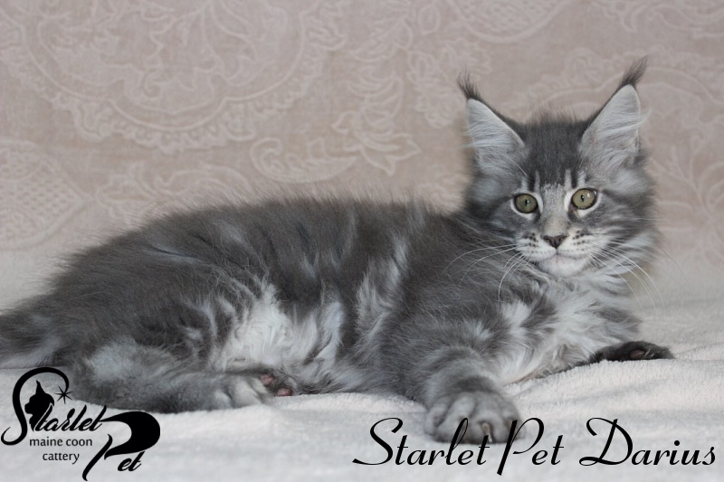 Starlet Pet Darius - maine-coon