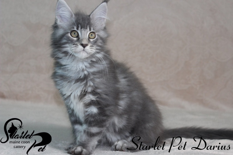 Starlet Pet Darius - maine-coon