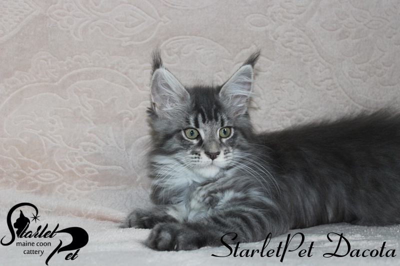 StarletPet Dacota - maine-coon