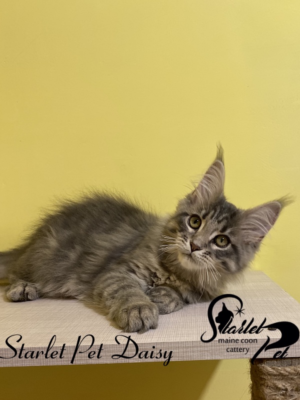 Starlet Pet Daisy - maine-coon