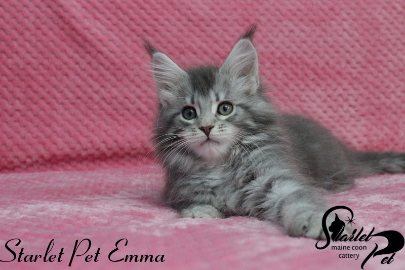 Starlet Pet Emma - maine-coon