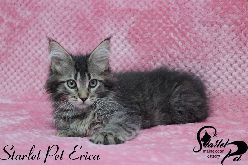 Starlet Pet Erica - maine-coon