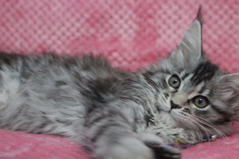 Starlet Pet E*Isabel - maine-coon