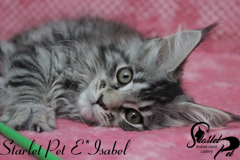 Starlet Pet E*Isabel - maine-coon