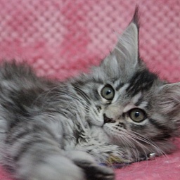 Starlet Pet E*Isabel