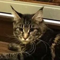 Yclept Massy Bartalameo