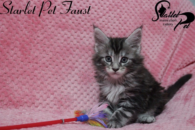 Starlet Pet Faust - maine-coon