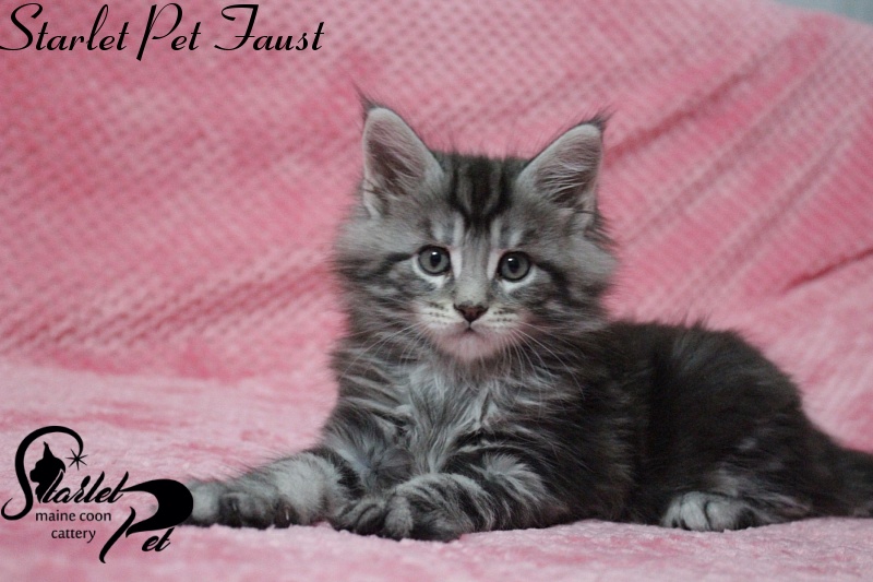 Starlet Pet Faust - maine-coon