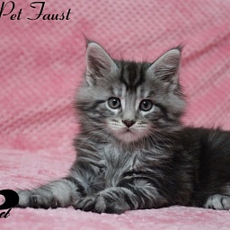 Starlet Pet Faust