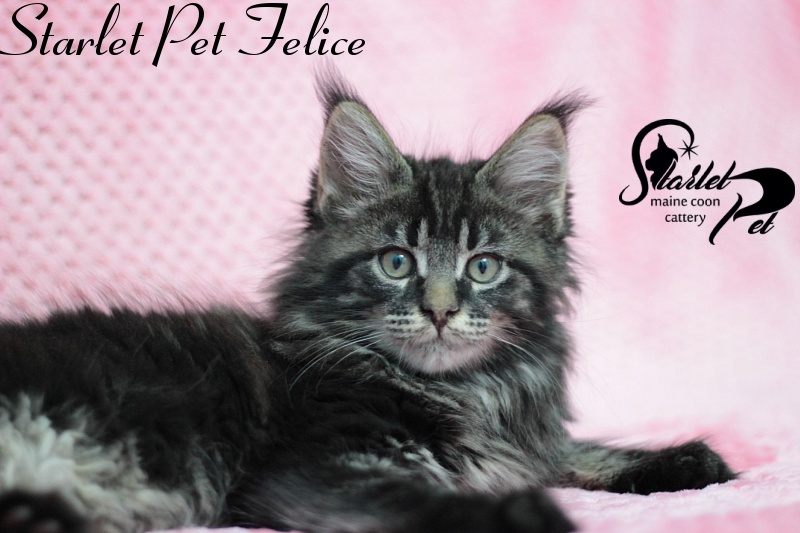 Starlet Pet Felice - maine-coon