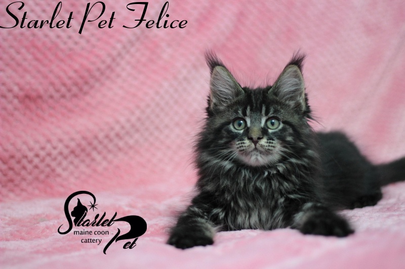 Starlet Pet Felice - maine-coon
