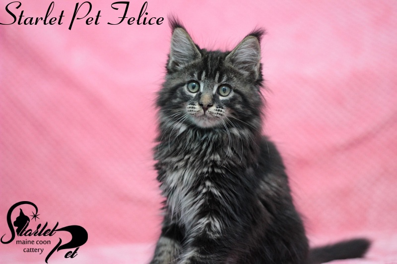 Starlet Pet Felice - maine-coon