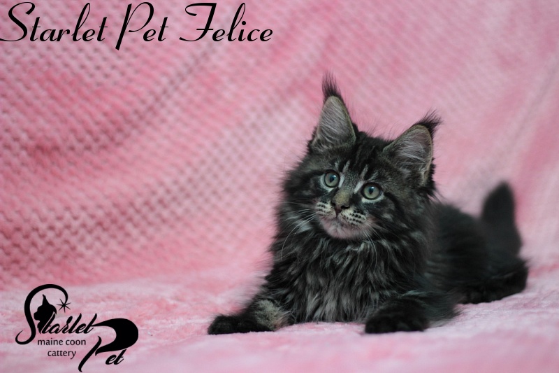 Starlet Pet Felice - maine-coon