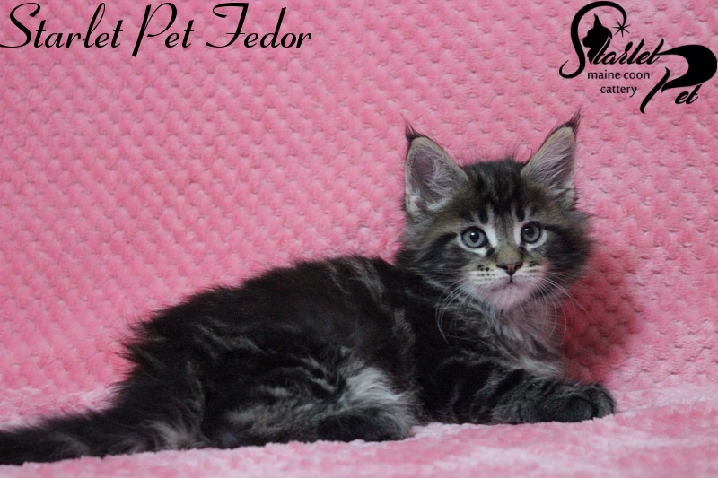 Starlet Pet Fedor - maine-coon