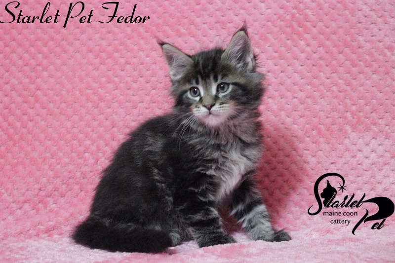 Starlet Pet Fedor - maine-coon