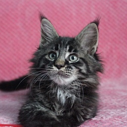 Starlet Pet F* Pharaoh