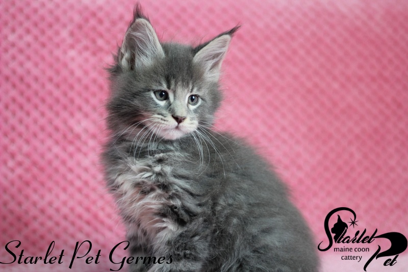Starlet Pet Germes - maine-coon