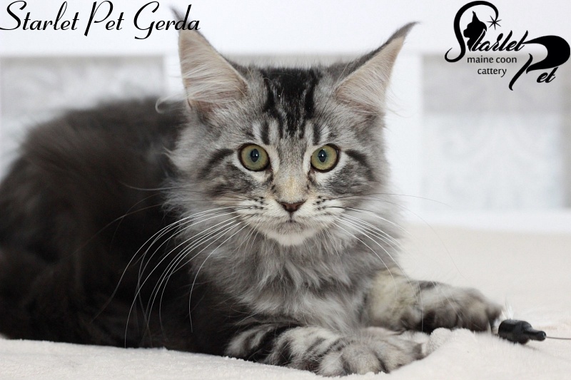 Starlet Pet Gerda - maine-coon